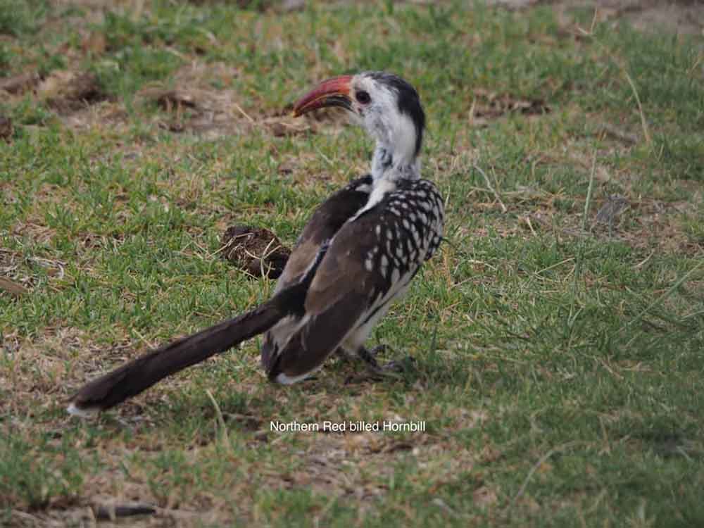 Birds Mahteb Ethiopian Tours
