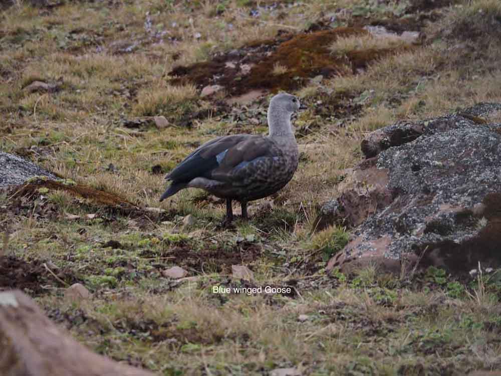 Birds Mahteb Ethiopian Tours