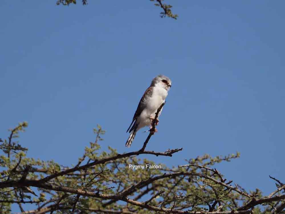 Birds Matheb Ethiopian Tours