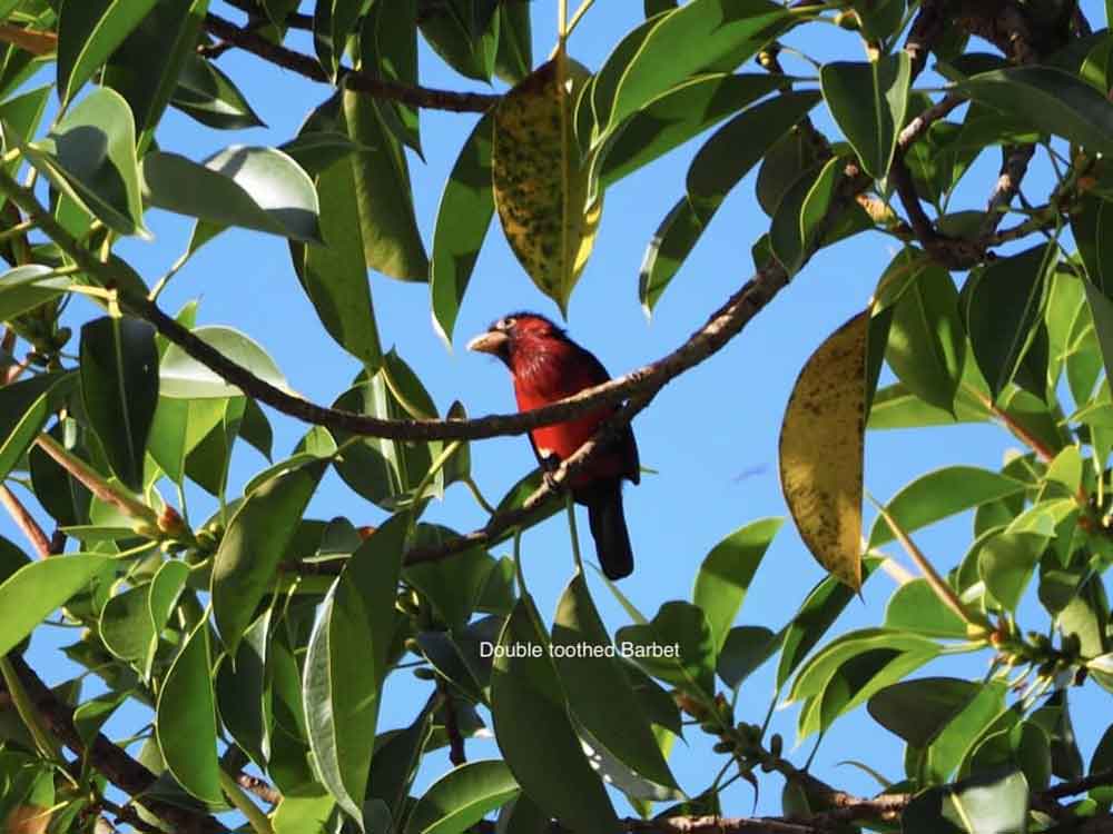 Birds, Matheb Ethiopian Tours
