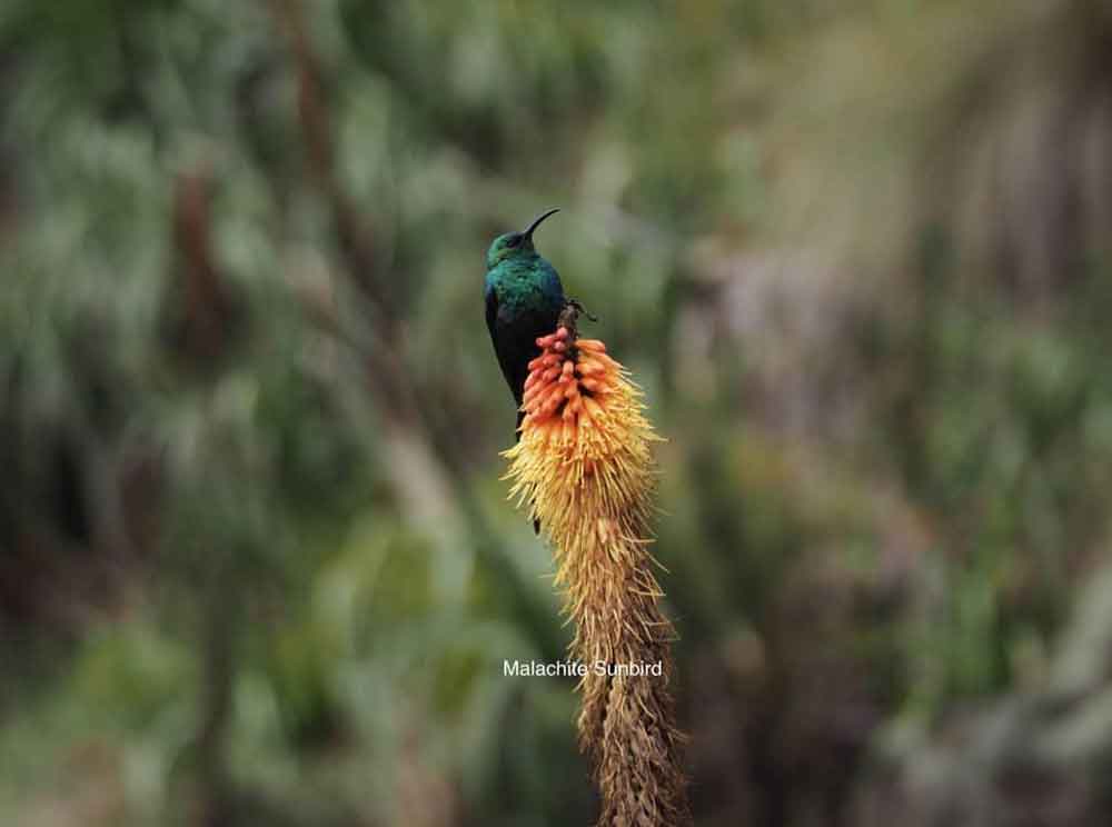 Birds, Matheb Ethiopian Tours
