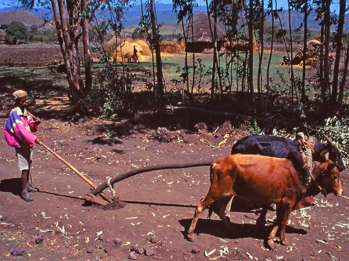 Gurage Tribe, Mahteb Ethiopian Tours