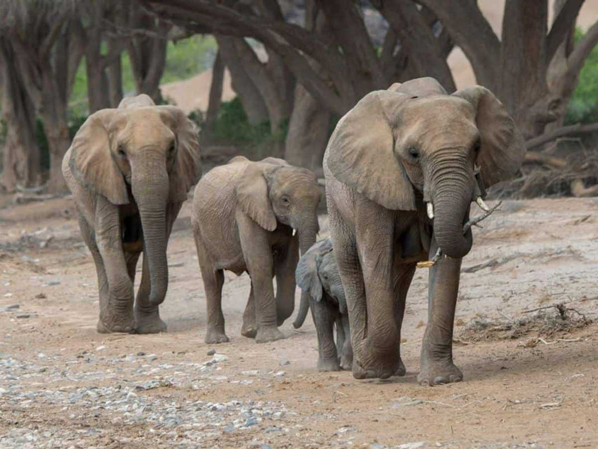 Mahteb Tours Simien Mountains