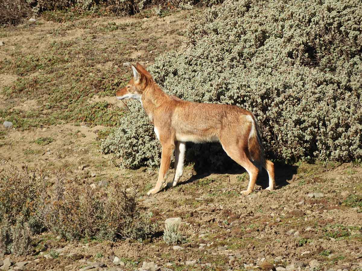 Mahteb Ethiopian Tours, Simien Mountains