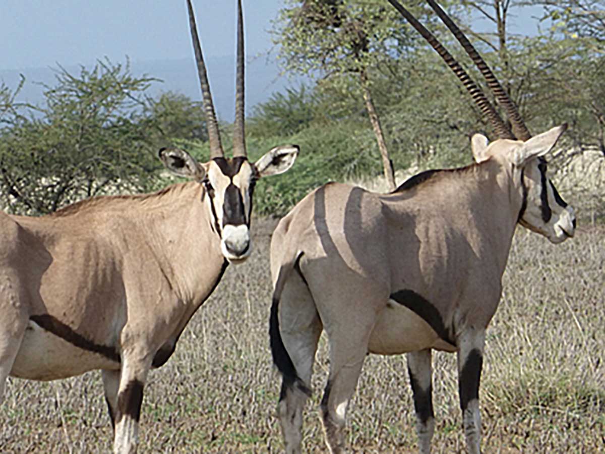 Mahteb Tours, Gambella Nationalpark