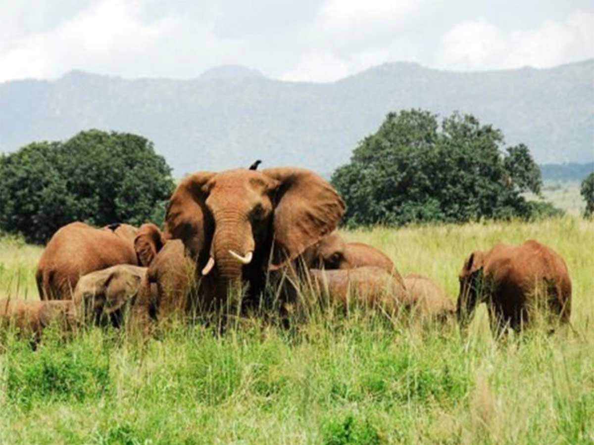 Gambela National Park Mahteb Ethiopian Tours