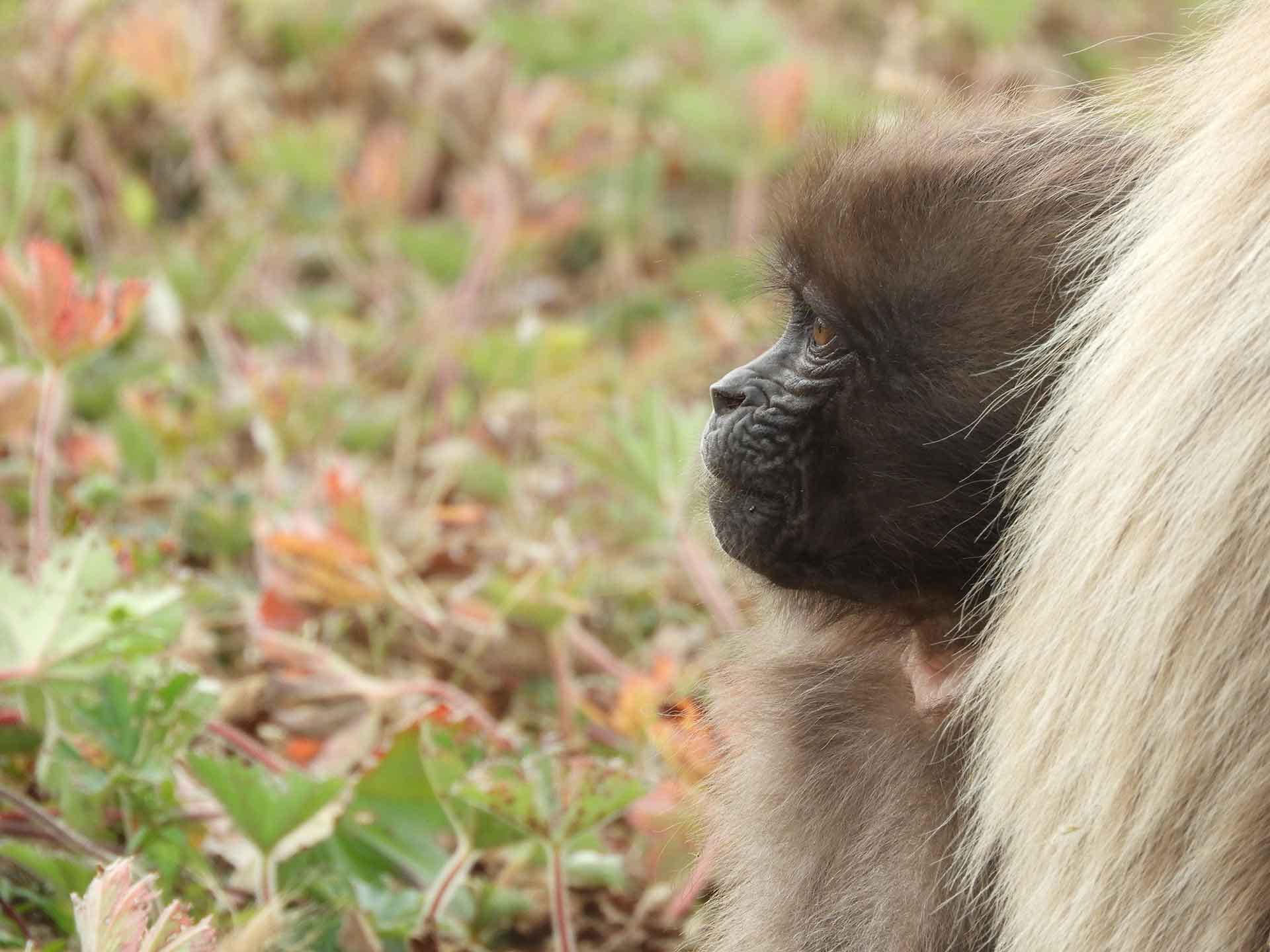 Mahteb Tours Simien Mountains