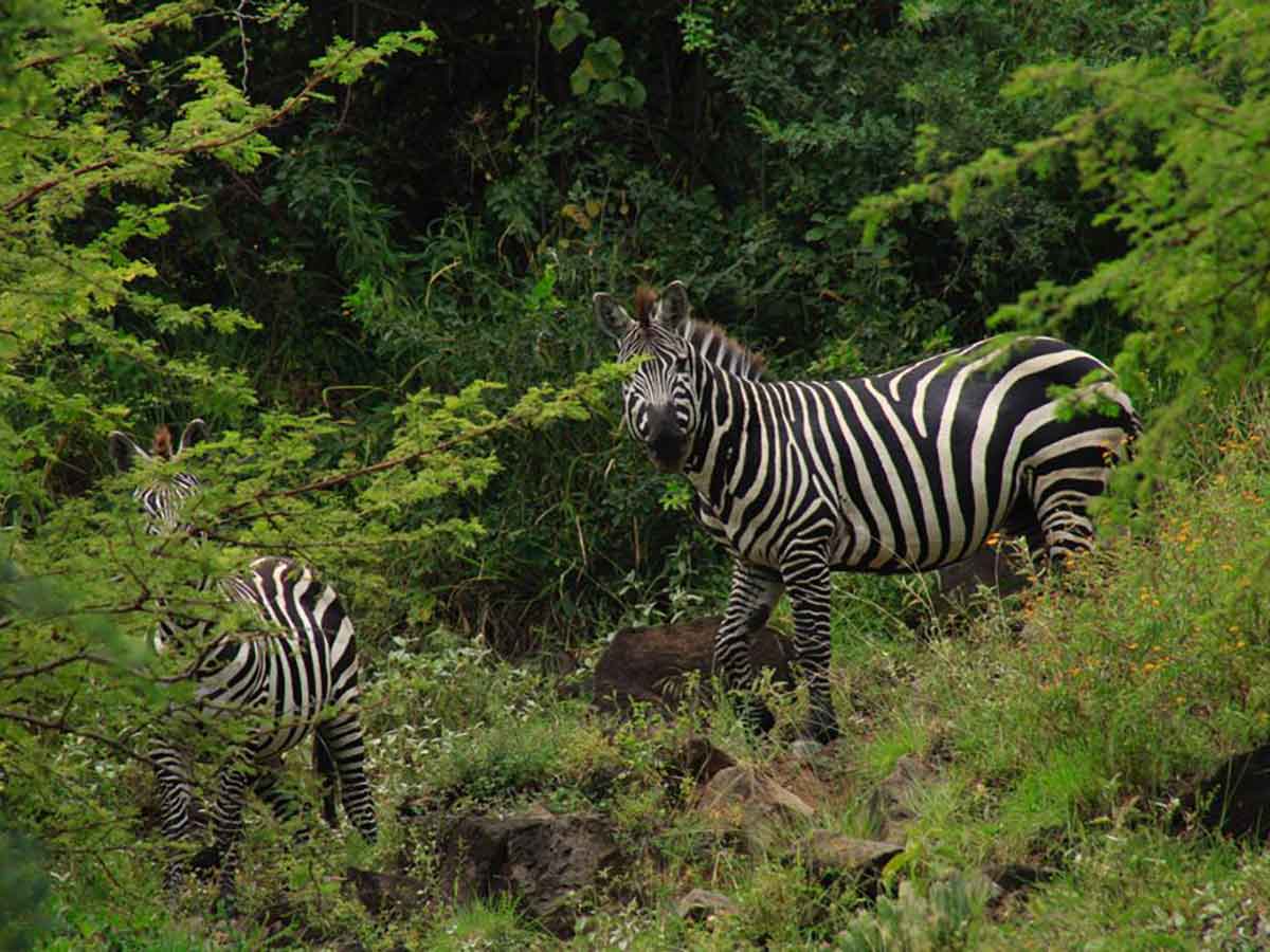 Nech Sar NP, Mahtep Ethiopian Tours